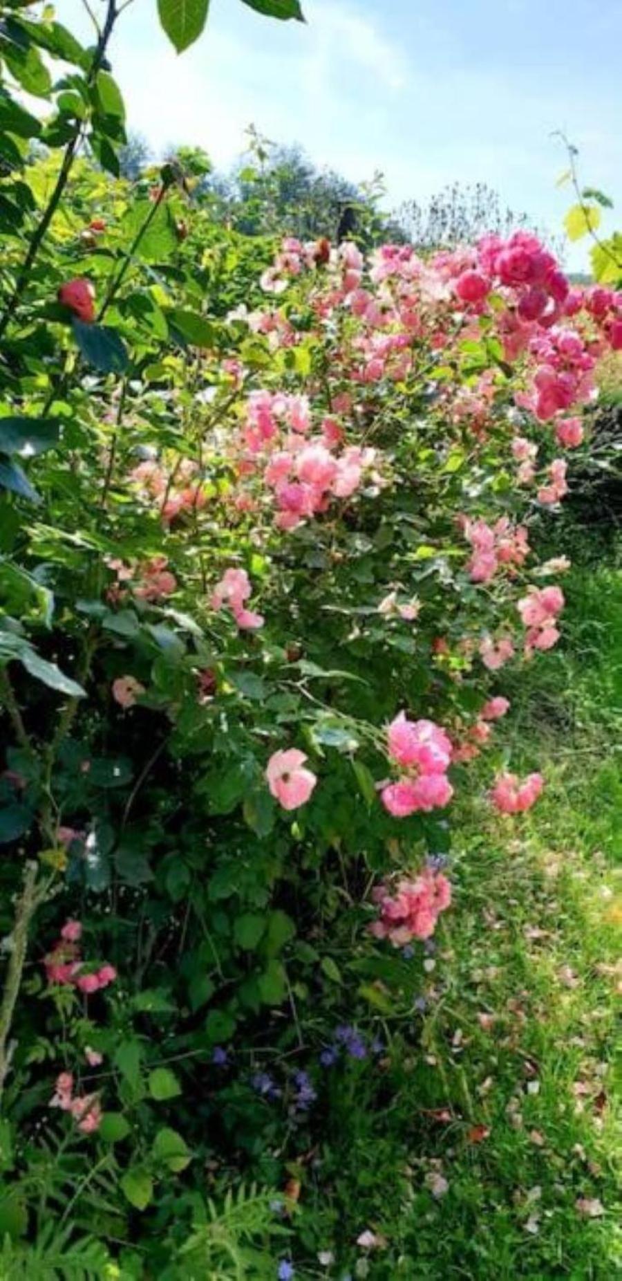 La Maison Des Roses Drachenbronn-Birlenbach Exteriör bild